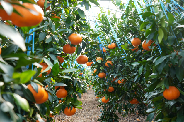 '미국 감귤 만다린 무관세 습격'에 제주 감귤업계, 사활 건 총력 대응전