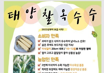 옥천군 30일까지 '태양찰옥수수 종자 지원' 신청 접수