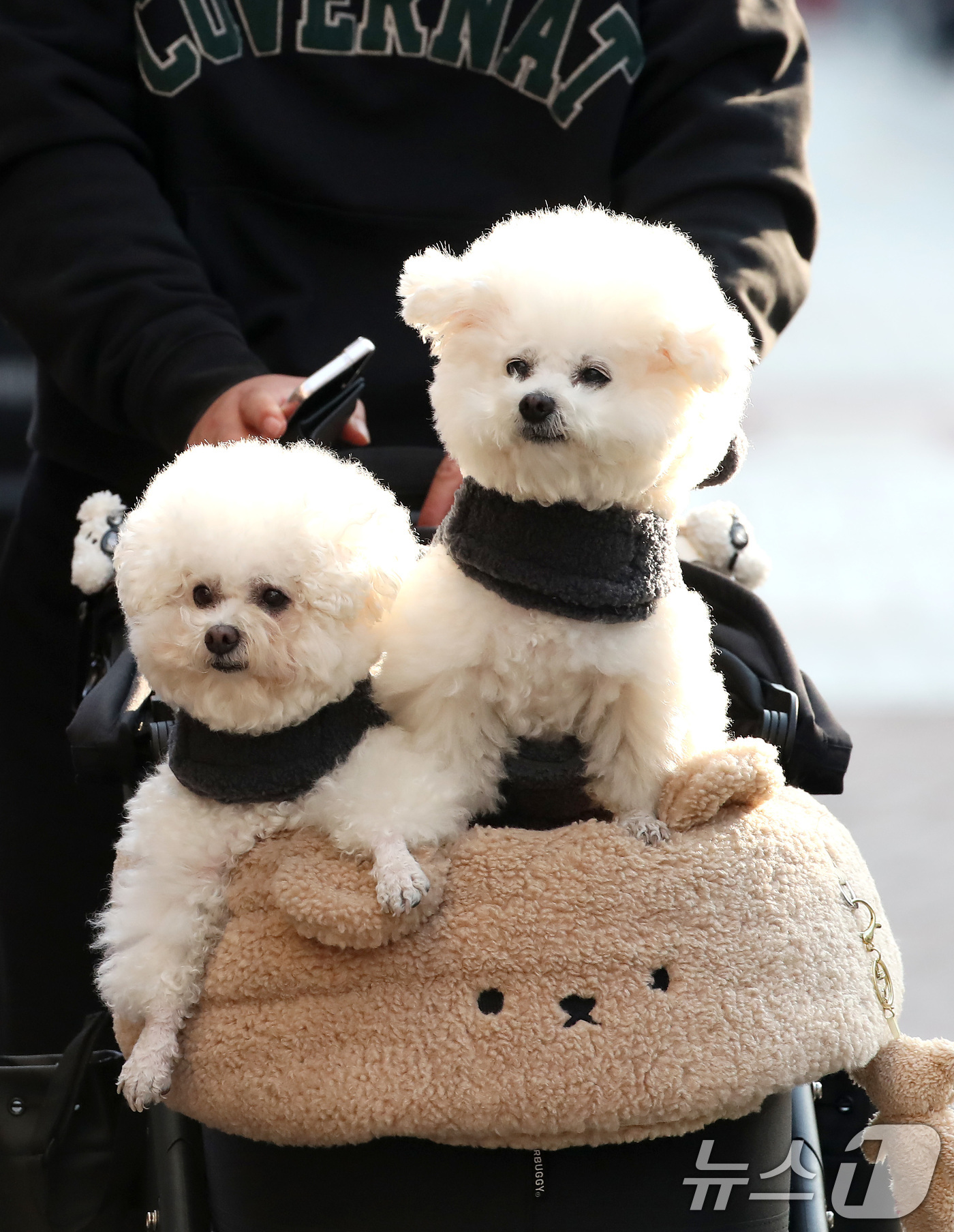 (대구=뉴스1) 공정식 기자 = 하루 사이 기온이 크게 오른 15일 오후 대구 중구 동성로에서 한 시민이 반려견을 유모차에 태운 채 걸어가고 있다. 2026.1.15/뉴스1