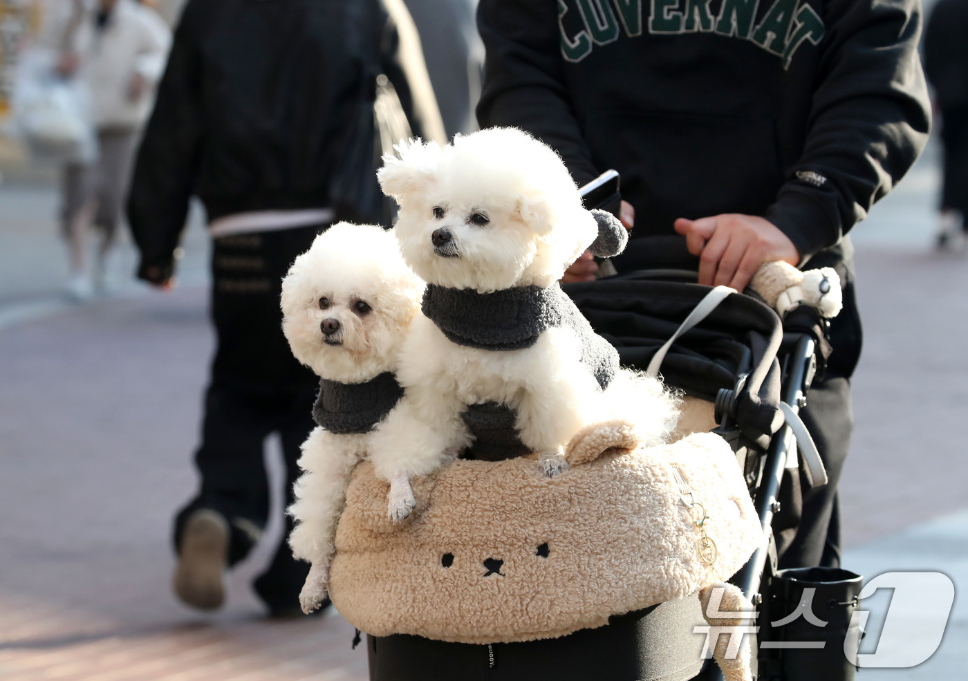 (대구=뉴스1) 공정식 기자 = 하루 사이 기온이 크게 오른 15일 오후 대구 중구 동성로에서 한 시민이 반려견을 유모차에 태운 채 걸어가고 있다. 2026.1.15/뉴스1