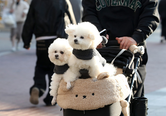"겨울 맞아?" 낮 20도 넘는 '깜짝 봄날'…1월 최고 기온 속속 경신