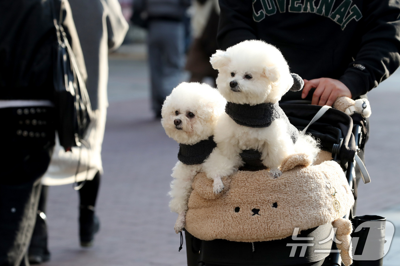 (대구=뉴스1) 공정식 기자 = 하루 사이 기온이 크게 오른 15일 오후 대구 중구 동성로에서 한 시민이 반려견을 유모차에 태운 채 걸어가고 있다. 2026.1.15/뉴스1