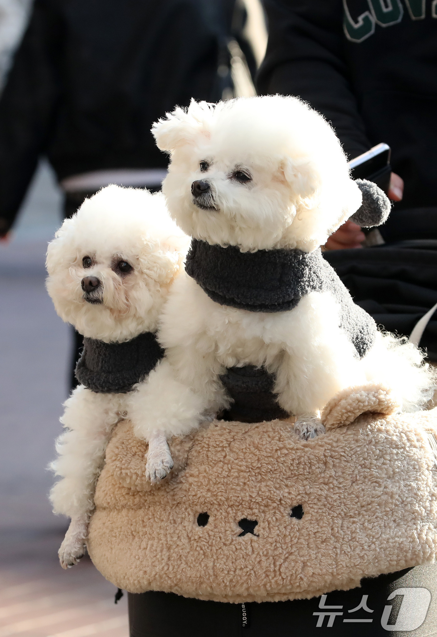 (대구=뉴스1) 공정식 기자 = 하루 사이 기온이 크게 오른 15일 오후 대구 중구 동성로에서 한 시민이 반려견을 유모차에 태운 채 걸어가고 있다. 2026.1.15/뉴스1