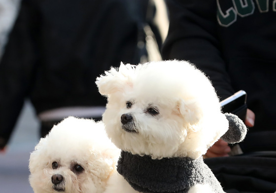 댕댕이 산책하기 좋은 날씨