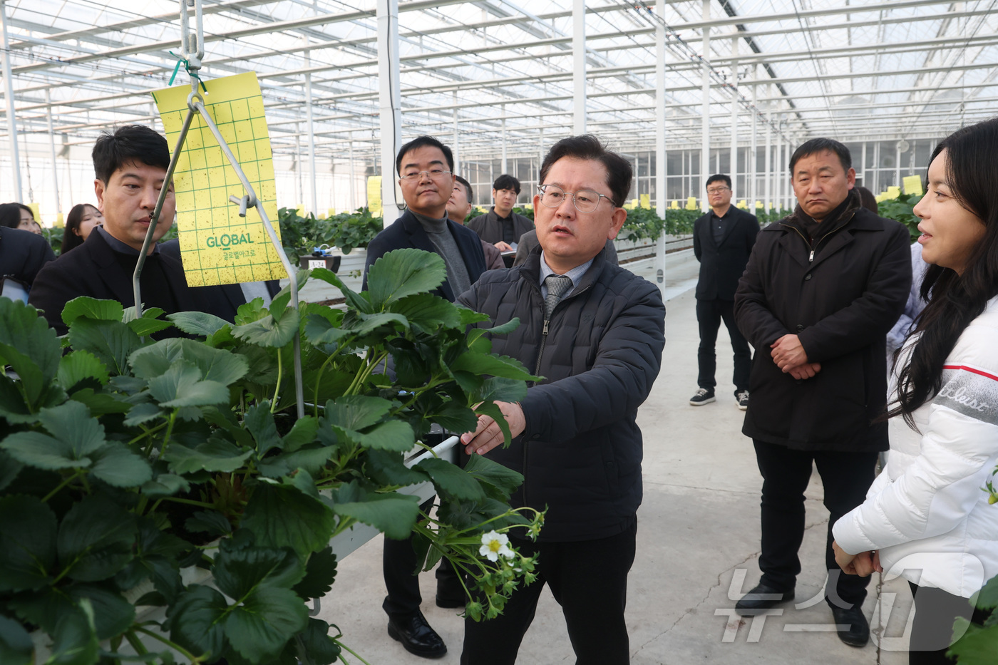 (서울=뉴스1) = 이승돈 농촌진흥청장이 15일 전북 김제시의 시설 딸기 농장을 방문해 겨울철 시설재배 현장 대응 상황과 생육 상태를 점검하고 있다.(농촌진흥청 제공. 재판매 및 …