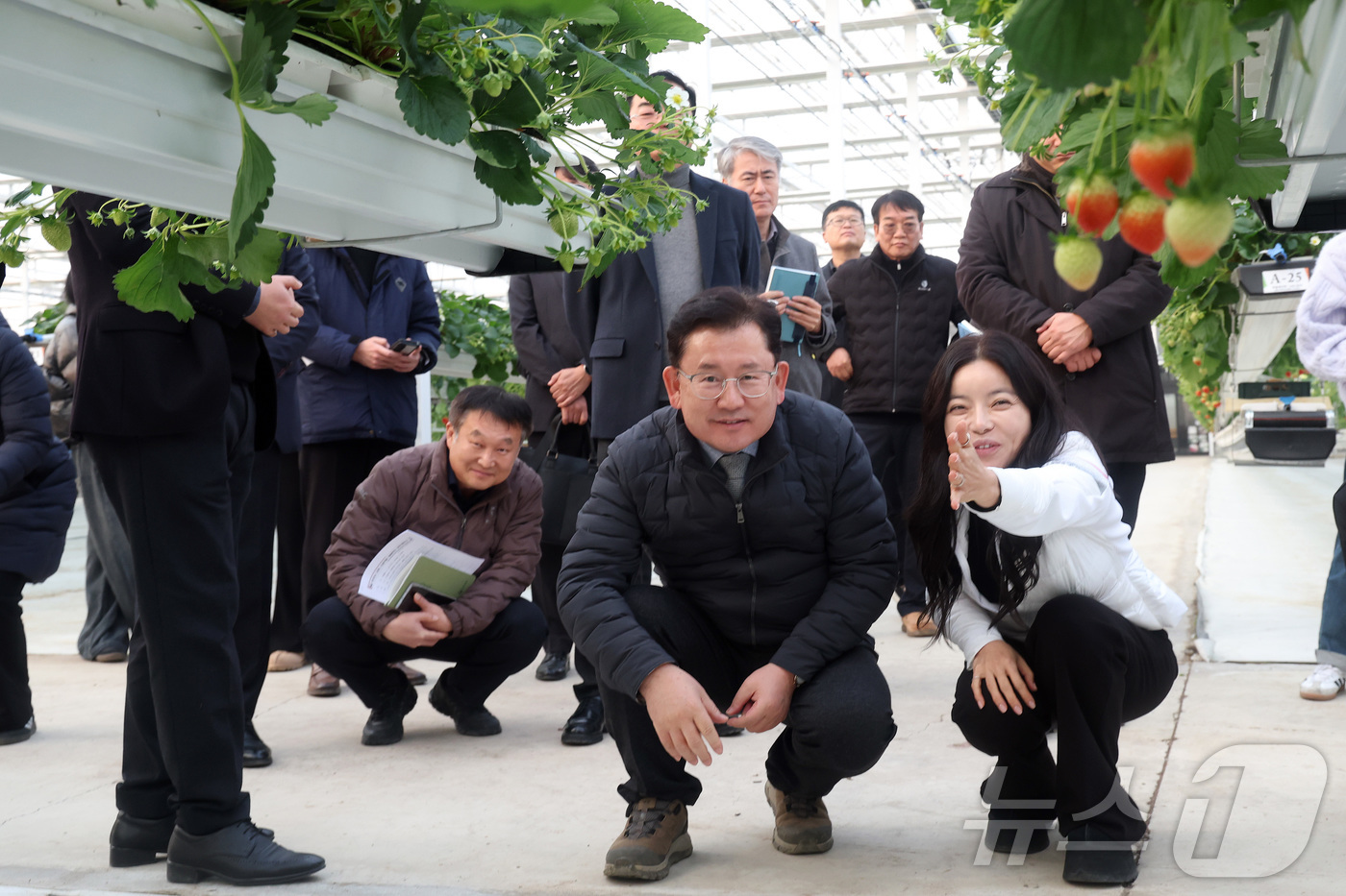 (서울=뉴스1) = 이승돈 농촌진흥청장이 15일 전북 김제시의 시설 딸기 농장을 방문해 겨울철 시설재배 현장 대응 상황과 생육 상태를 점검하고 있다.(농촌진흥청 제공. 재판매 및 …