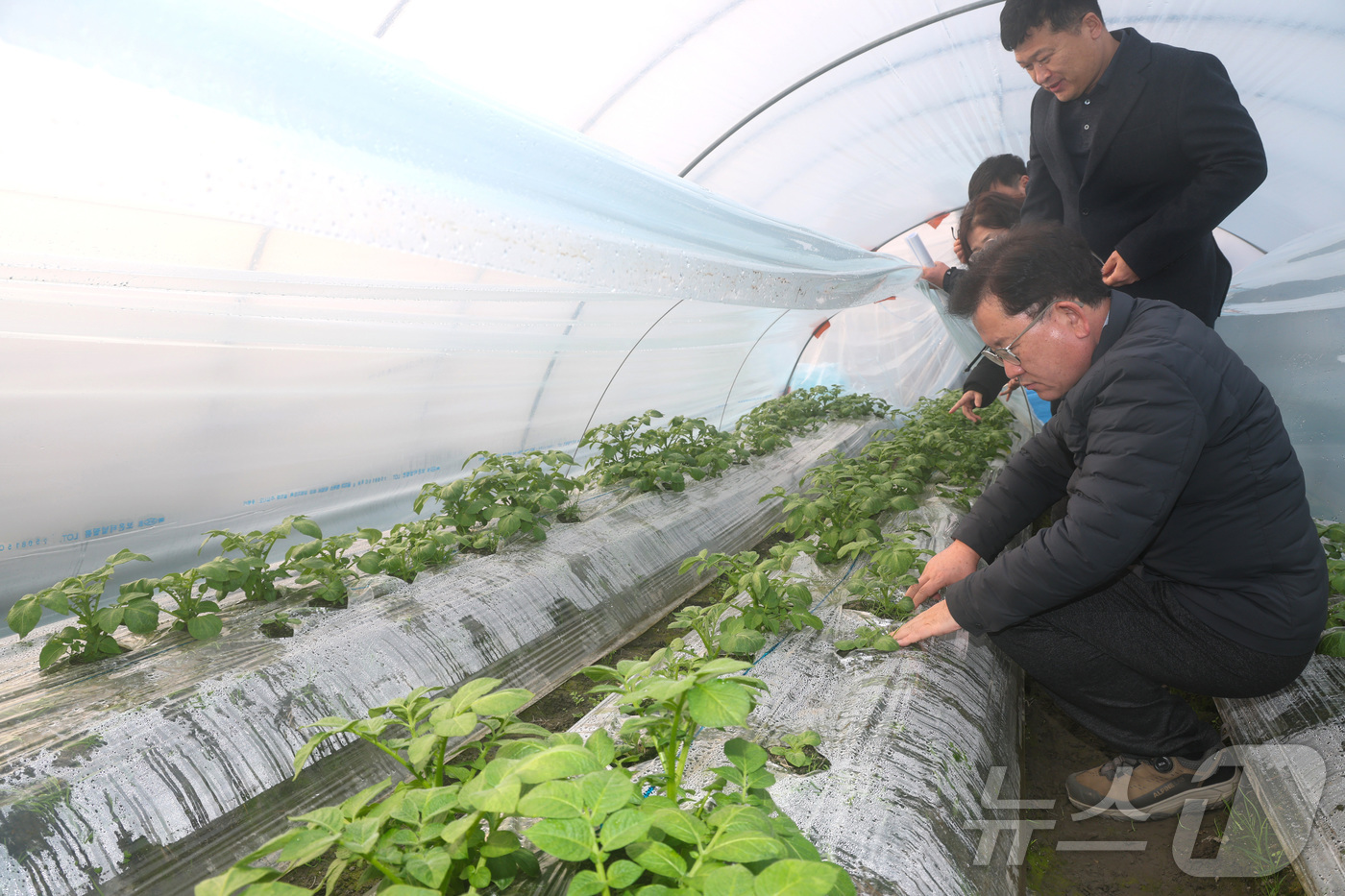 (서울=뉴스1) = 이승돈 농촌진흥청장이 15일 전북 김제시의 시설 감자 농장을 방문해 겨울철 시설재배 현장 대응 상황과 생육 상태를 점검하고 있다.(농촌진흥청 제공. 재판매 및 …