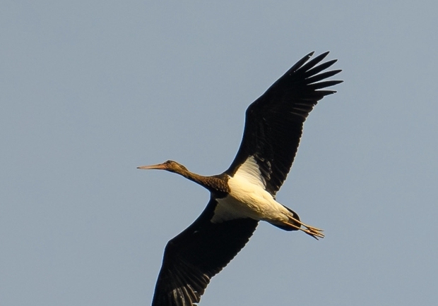 울산 회야댐서 먹황새·검독수리 등 천연기념물 관찰