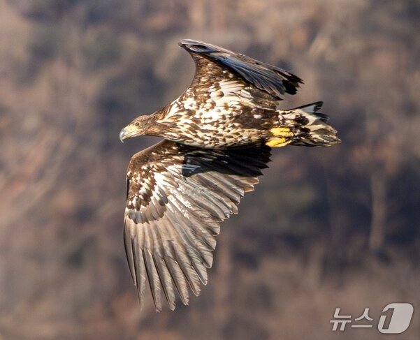 본문 이미지 - 울산에서 관찰된 흰꼬리수리 유조. (조현표 촬영, 울산시 제공. 재판매 및 DB 금지) /뉴스1
