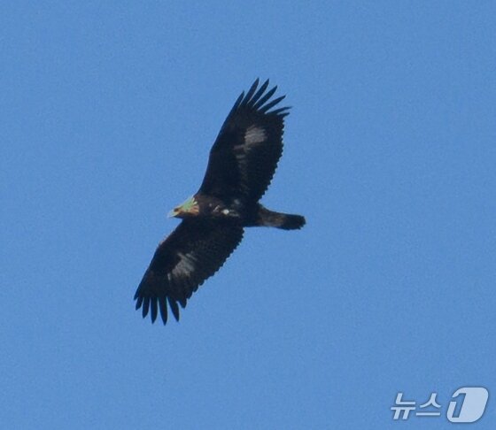 본문 이미지 -  울산에서 관찰된 검독수리 유조. (울산시 제공. 재판매 및 DB 금지) /뉴스1