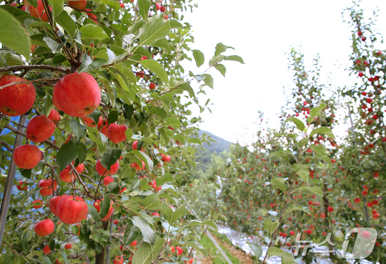 충주시 15년간 미국에 충주사과 수출…100% 계약 재배