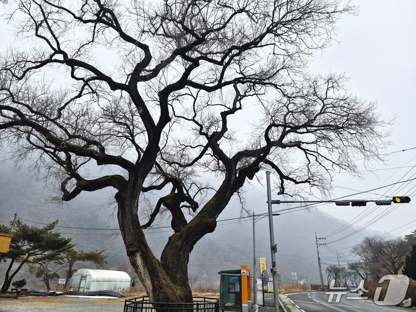본문 이미지 - 300년된 느릅나무 고목은 단양군 영춘면에서 혹독한 겨울에도 흔들림 없이 그 자리에서 수백년 간을 꿋꿋하게 버티고 있다. /2026.1.16/뉴스1 손도언 기자  