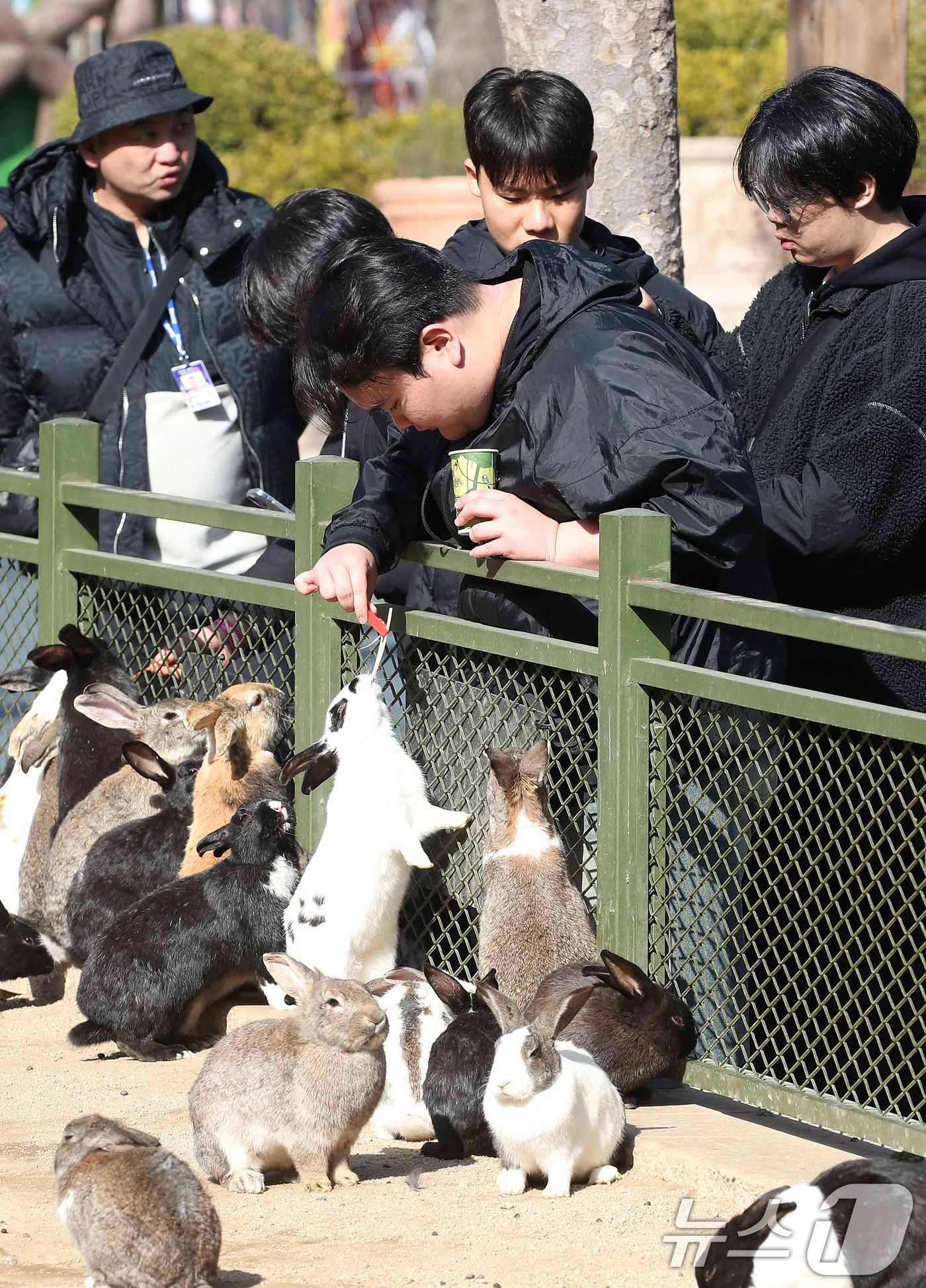 (대구=뉴스1) 공정식 기자 = 겨울답지 않게 포근한 날씨가 이어진 16일 대구 달서구 테마파크 이월드 동물원을 찾은 시민들이 토끼 먹이 주기 체험을 하고 있다. 2026.1.16 …