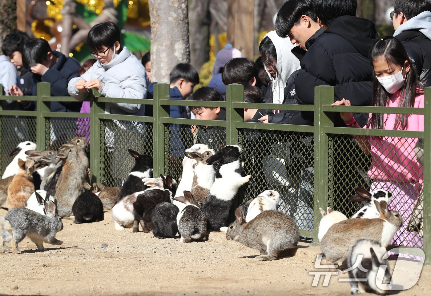 본문 이미지 - 겨울답지 않게 포근한 날씨가 이어진 16일 대구 달서구 테마파크 이월드 동물원을 찾은 어린이들이 토끼 먹이 주기 체험을 하고 있다. 2026.1.16/뉴스1 ⓒ News1 공정식 기자