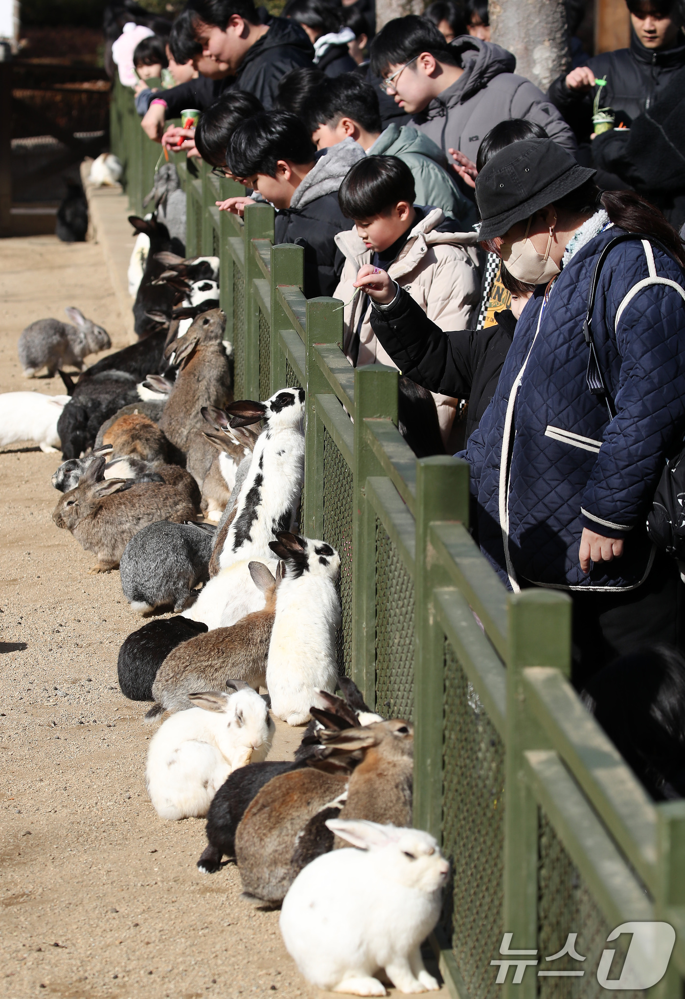 (대구=뉴스1) 공정식 기자 = 겨울답지 않게 포근한 날씨가 이어진 16일 대구 달서구 테마파크 이월드 동물원을 찾은 어린이들이 토끼 먹이 주기 체험을 하고 있다. 2026.1.1 …