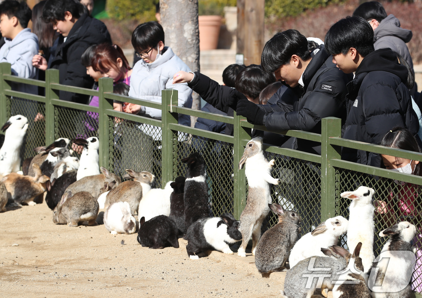 (대구=뉴스1) 공정식 기자 = 겨울답지 않게 포근한 날씨가 이어진 16일 대구 달서구 테마파크 이월드 동물원을 찾은 어린이들이 토끼 먹이 주기 체험을 하고 있다. 2026.1.1 …