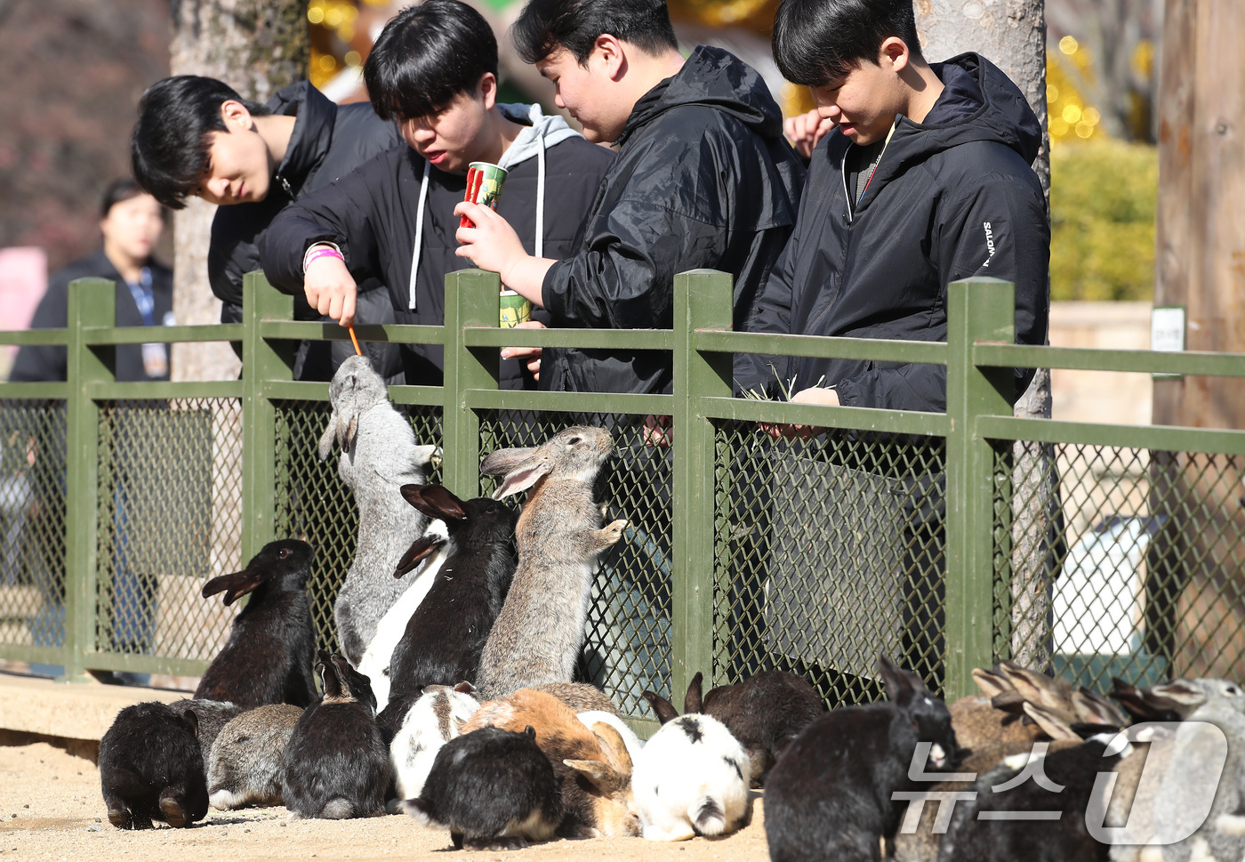 (대구=뉴스1) 공정식 기자 = 겨울답지 않게 포근한 날씨가 이어진 16일 대구 달서구 테마파크 이월드 동물원을 찾은 시민들이 토끼 먹이 주기 체험을 하고 있다. 2026.1.16 …