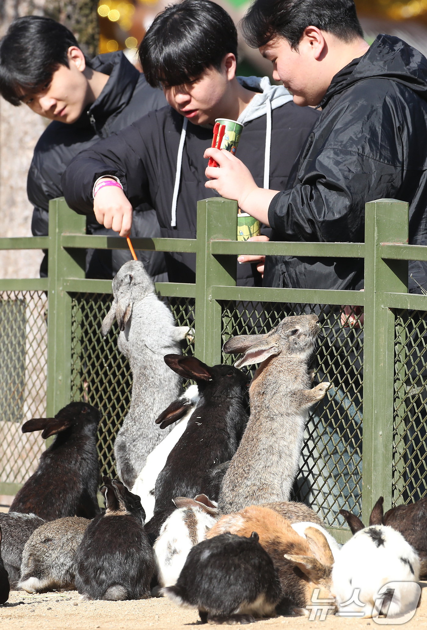 (대구=뉴스1) 공정식 기자 = 겨울답지 않게 포근한 날씨가 이어진 16일 대구 달서구 테마파크 이월드 동물원을 찾은 시민들이 토끼 먹이 주기 체험을 하고 있다. 2026.1.16 …