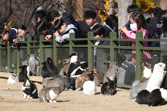 '포근한 날씨' 토끼 먹이 주기
