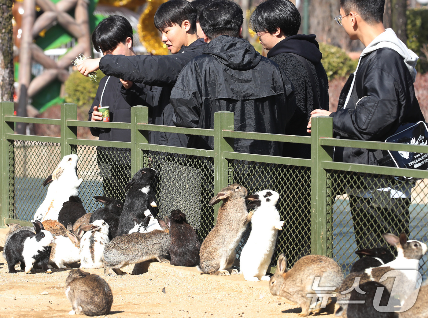 (대구=뉴스1) 공정식 기자 = 겨울답지 않게 포근한 날씨가 이어진 16일 대구 달서구 테마파크 이월드 동물원을 찾은 시민들이 토끼 먹이 주기 체험을 하고 있다. 2026.1.16 …