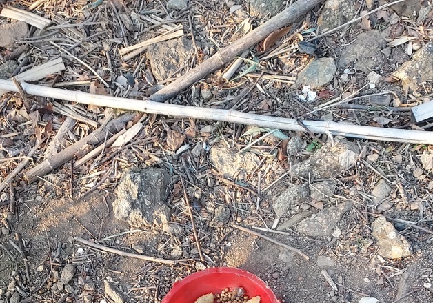 광양서 '독극물 먹이로 개·고양이 죽였다' 신고…경찰 수사