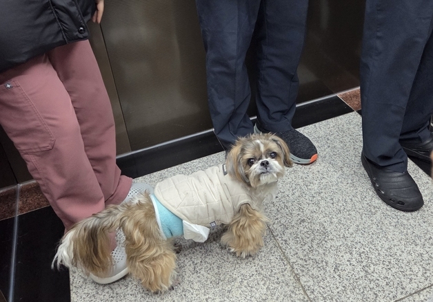 "아빠 어딨개?"…병원 순찰하는 건물주 반려견 '쎄미'[멍냥포착]