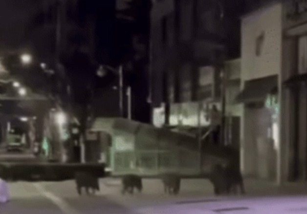 안성 공도읍 출몰한 멧돼지 5마리 중 2마리 사살