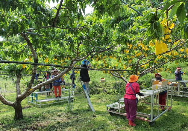 "여성농업인 복지 증진"…영동군 행복바우처 17만원 지원