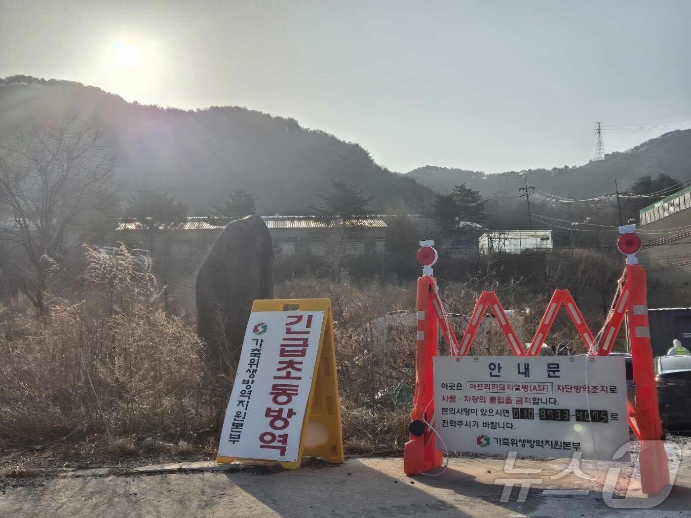 본문 이미지 - 17일 오전 강원 강릉시 강동면의 한 양돈농가 앞에 아프리카돼지열병(ASF) 발생에 따른 출입 통제 안내문이 설치돼 있다. 방역 당국은 농가 주변을 통제하고 소독을 실시하고 있다. 2026.1.17/뉴스1 ⓒ News1 윤왕근 기자
