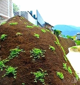 (평양 노동신문=뉴스1) = 북한 노동당 기관지 노동신문은 18일 원림녹화에 좋은 지피식물이라며 '쿠라피아'를 조명했다. [국내에서만 사용가능. 재배포 금지. DB 금지. For …