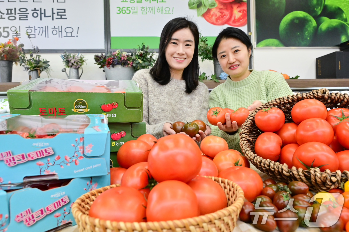 (서울=뉴스1) = 농식품 전문 매장 농협 하나로마트를 운영하는 농협유통은 18일 한겨울 추위를 이길 수 있는 맛과 영양이 가득 담긴 다양한 토마토를 추천한다고 밝혔다.토마토는 세 …