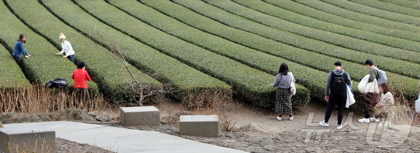 (제주=뉴스1) 홍수영 기자 = 18일 제주도 서귀포시 안덕면 오설록 서광차밭에서 관광객들이 포근한 날씨를 만끽하고 있다. 이날 제주도의 낮 최고기온은 오후 1시 기준 15~17도 …