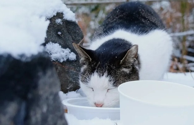서울 길고양이 20만→9만 줄어…중성화·관리 다음은 책임·공존