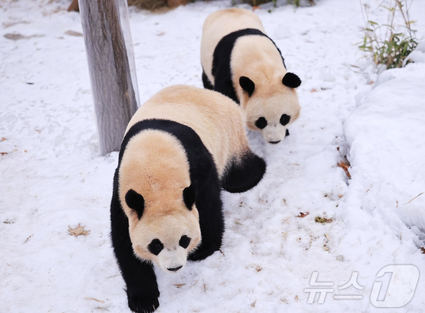 (서울=뉴스1) = 삼성물산 리조트부문 에버랜드가 귀염둥이 판다 가족을 개장 시간 전 가장 먼저 만나볼 수 있는 '윈터 굿모닝 바오패밀리' 프로그램을 오는 21일부터 오픈한다고 1 …