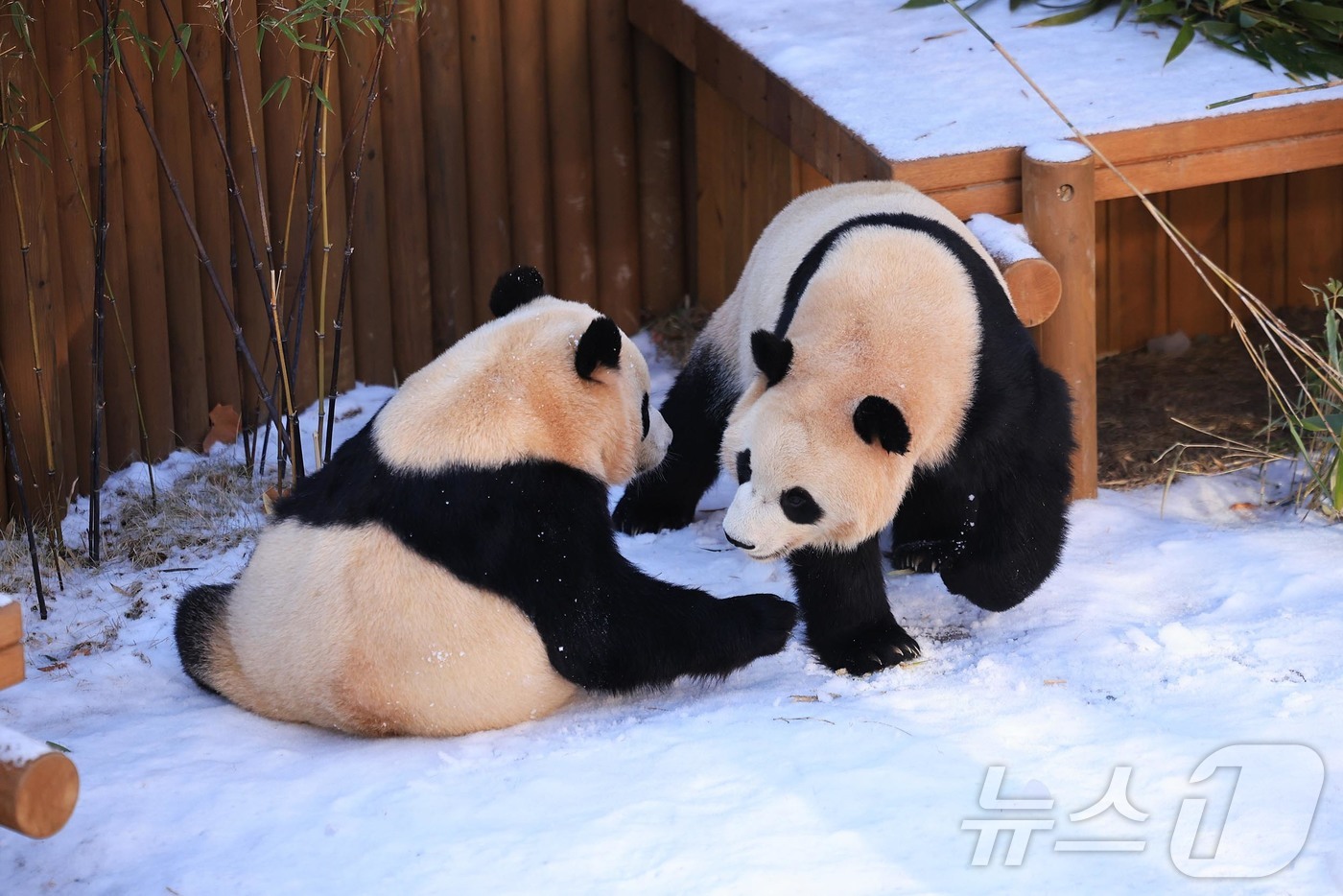 (서울=뉴스1) = 삼성물산 리조트부문 에버랜드가 귀염둥이 판다 가족을 개장 시간 전 가장 먼저 만나볼 수 있는 '윈터 굿모닝 바오패밀리' 프로그램을 오는 21일부터 오픈한다고 1 …