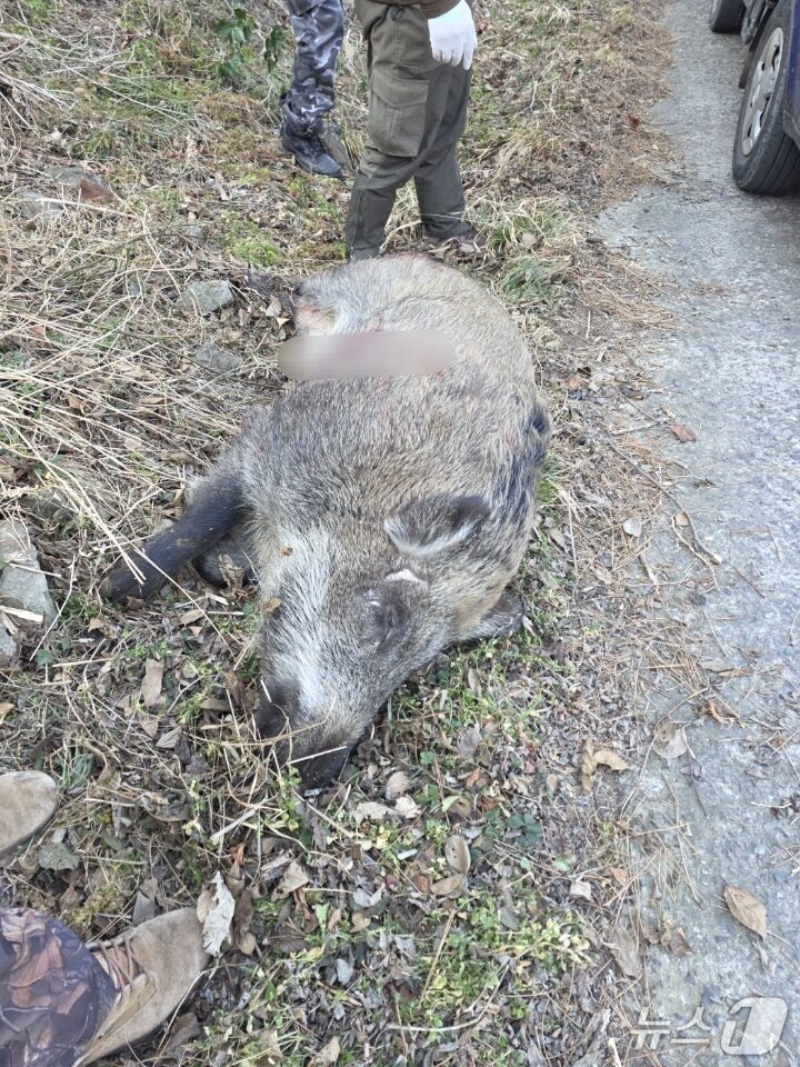 본문 이미지 - 사살당한 멧돼지(인천 옹진군 제공/뉴스1)