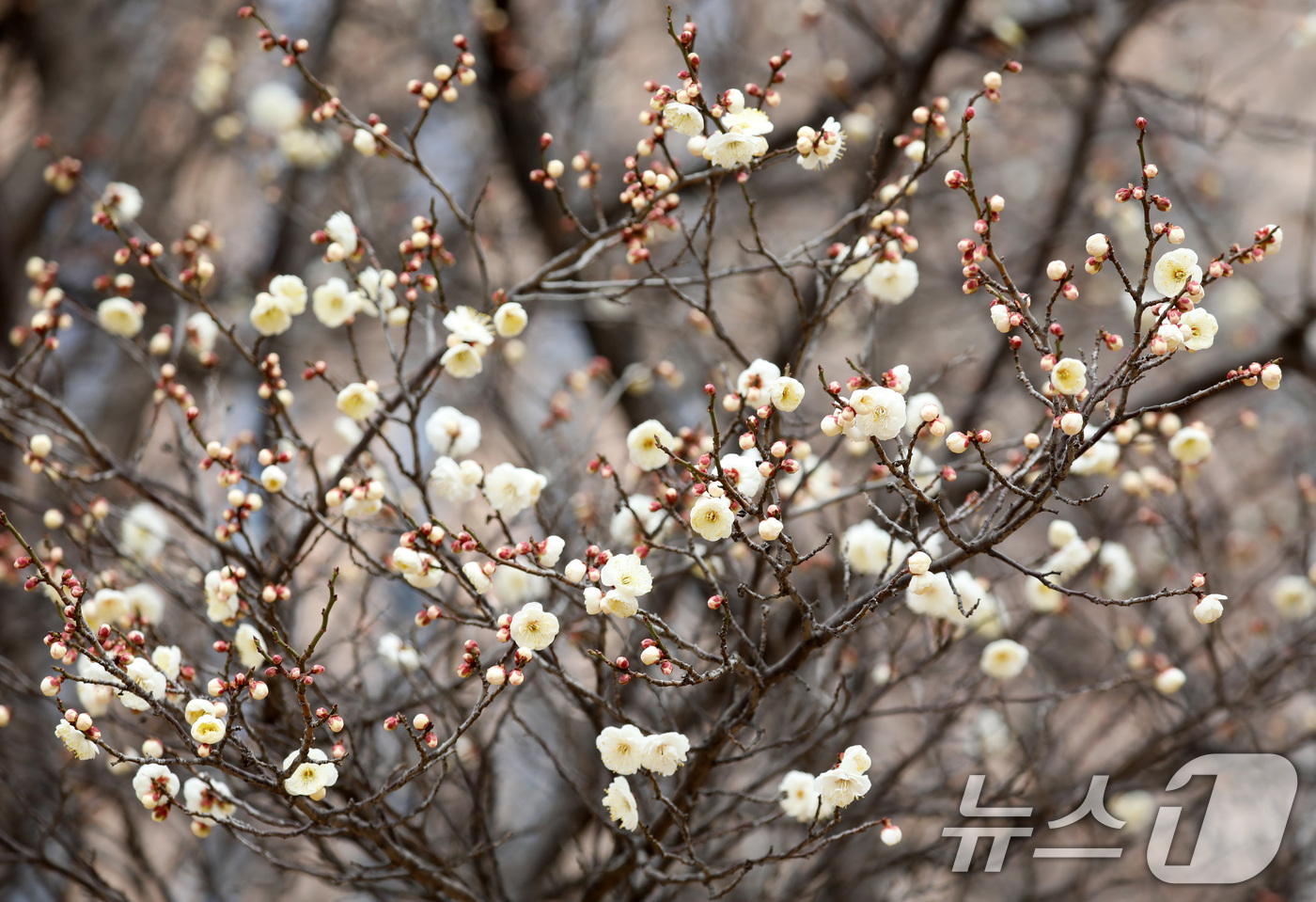 (부산=뉴스1) 윤일지 기자 = '1년 중 가장 춥다'는 절기상 대한(大寒)을 하루 앞둔 19일 부산 남구 동명대학교에서 봄의 전령사 매화가 꽃망울을 터뜨려 눈길을 끌고 있다. 2 …