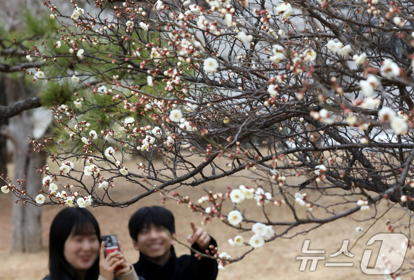 (부산=뉴스1) 윤일지 기자 = '1년 중 가장 춥다'는 절기상 대한(大寒)을 하루 앞둔 19일 부산 남구 동명대학교에서 봄의 전령사 매화가 꽃망울을 터뜨려 눈길을 끌고 있다. 2 …