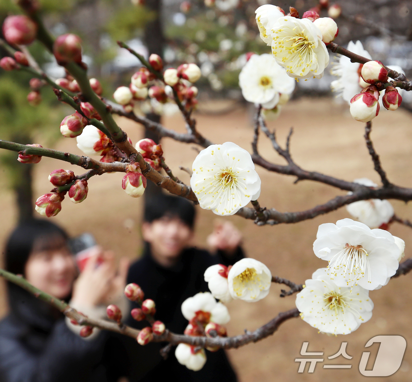(부산=뉴스1) 윤일지 기자 = '1년 중 가장 춥다'는 절기상 대한(大寒)을 하루 앞둔 19일 부산 남구 동명대학교에서 봄의 전령사 매화가 꽃망울을 터뜨려 눈길을 끌고 있다. 2 …