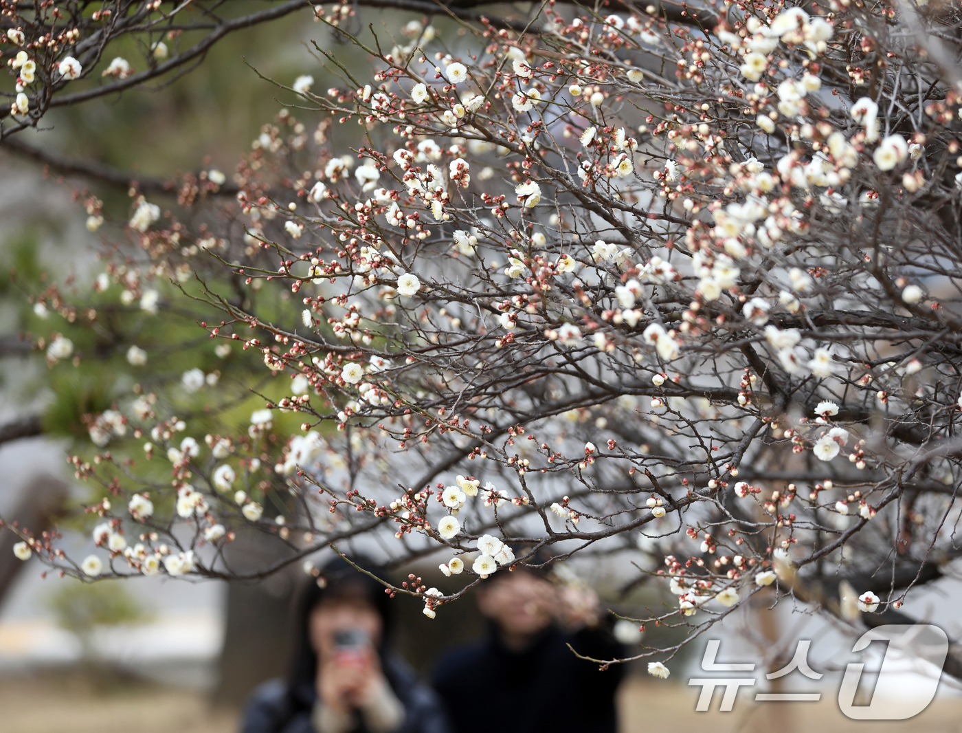 (부산=뉴스1) 윤일지 기자 = '1년 중 가장 춥다'는 절기상 대한(大寒)을 하루 앞둔 19일 부산 남구 동명대학교에서 봄의 전령사 매화가 꽃망울을 터뜨려 눈길을 끌고 있다. 2 …