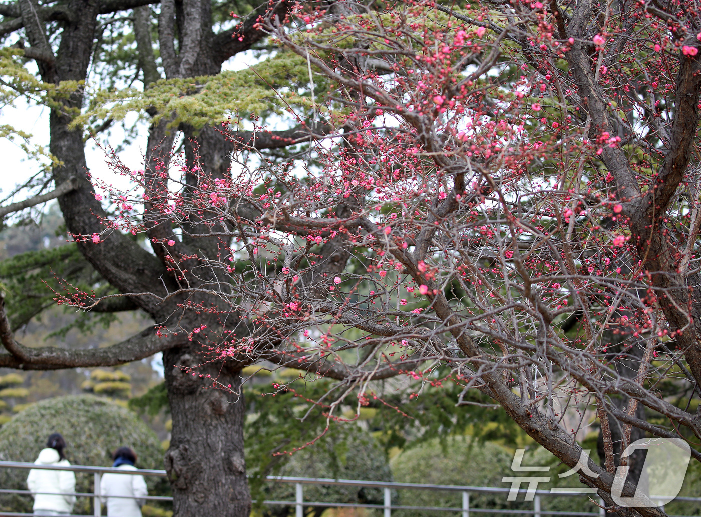 (부산=뉴스1) 윤일지 기자 = '1년 중 가장 춥다'는 절기상 대한(大寒)을 하루 앞둔 19일 부산 남구 유엔기념공원에서 봄의 전령사 홍매화가 꽃망울을 터뜨려 눈길을 끌고 있다. …