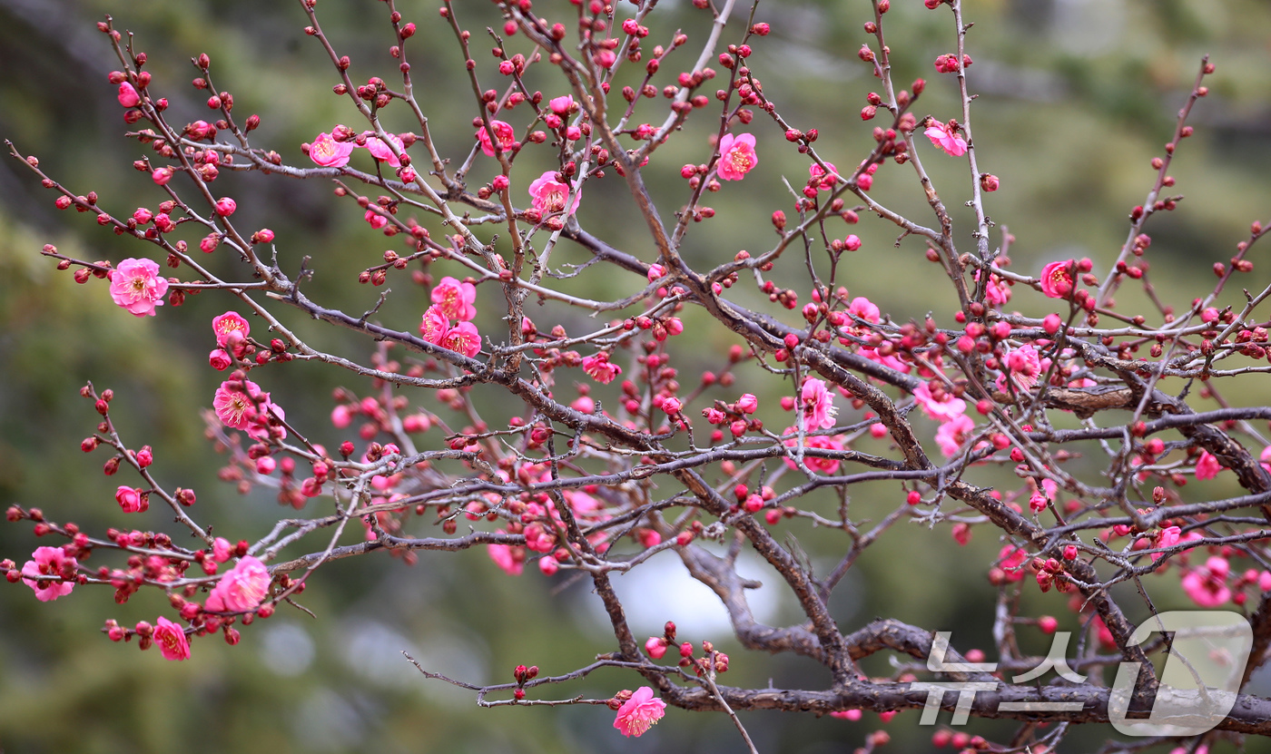 (부산=뉴스1) 윤일지 기자 = '1년 중 가장 춥다'는 절기상 대한(大寒)을 하루 앞둔 19일 부산 남구 유엔기념공원에서 봄의 전령사 홍매화가 꽃망울을 터뜨려 눈길을 끌고 있다. …