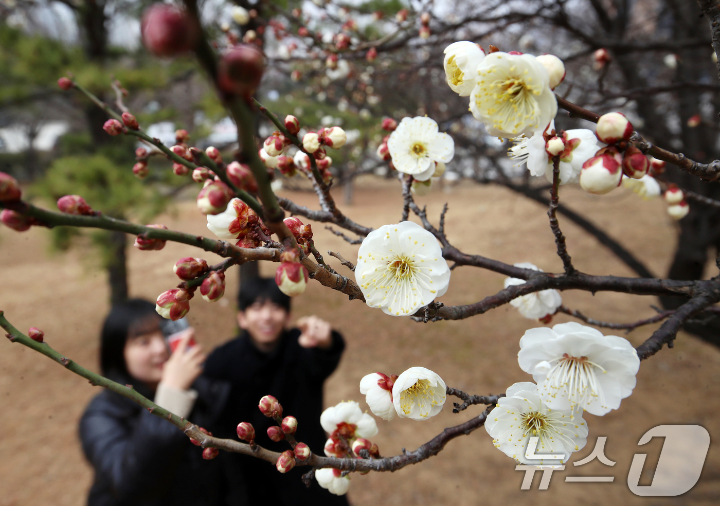 (부산=뉴스1) 윤일지 기자 = '1년 중 가장 춥다'는 절기상 대한(大寒)을 하루 앞둔 19일 부산 남구 동명대학교에서 봄의 전령사 매화가 꽃망울을 터뜨려 눈길을 끌고 있다. 2 …