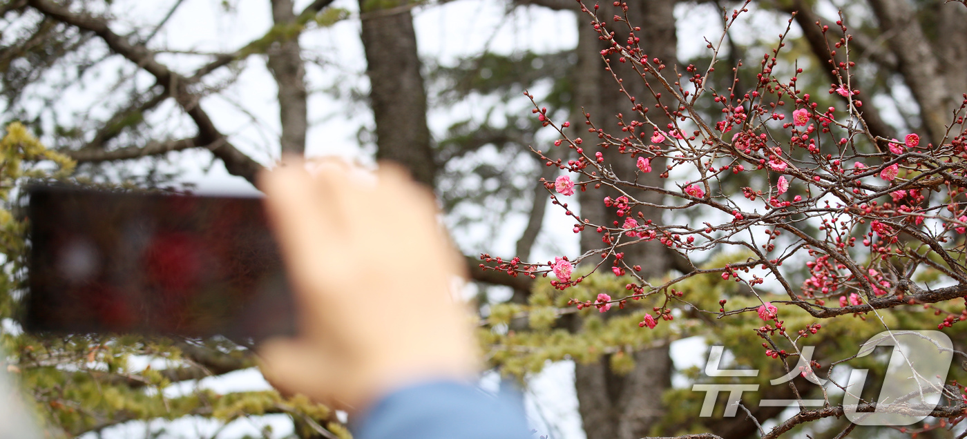 (부산=뉴스1) 윤일지 기자 = '1년 중 가장 춥다'는 절기상 대한(大寒)을 하루 앞둔 19일 부산 남구 유엔기념공원에서 봄의 전령사 홍매화가 꽃망울을 터뜨려 눈길을 끌고 있다. …