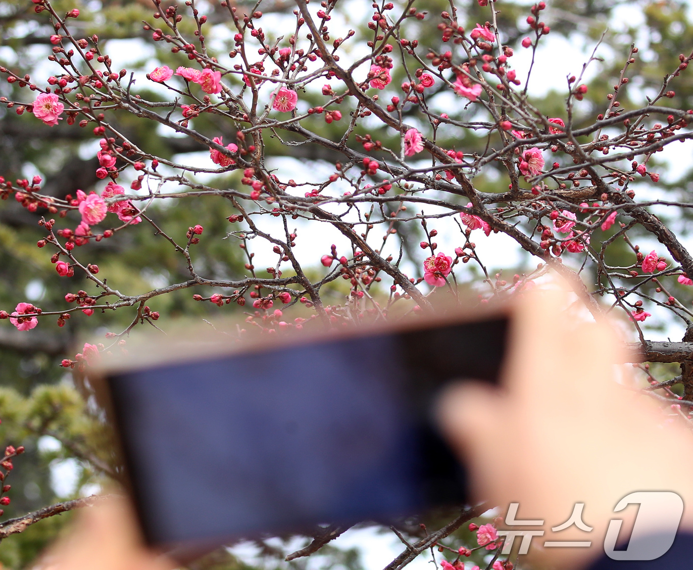 (부산=뉴스1) 윤일지 기자 = '1년 중 가장 춥다'는 절기상 대한(大寒)을 하루 앞둔 19일 부산 남구 유엔기념공원에서 봄의 전령사 홍매화가 꽃망울을 터뜨려 눈길을 끌고 있다. …