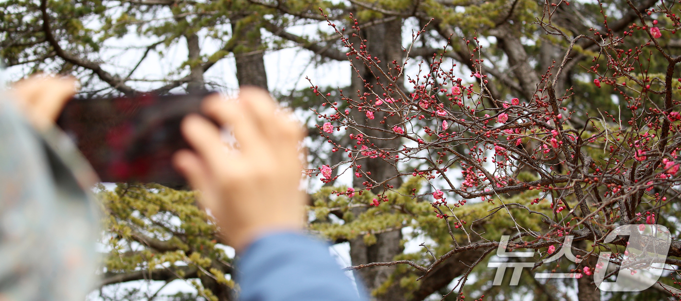 (부산=뉴스1) 윤일지 기자 = '1년 중 가장 춥다'는 절기상 대한(大寒)을 하루 앞둔 19일 부산 남구 유엔기념공원에서 봄의 전령사 홍매화가 꽃망울을 터뜨려 눈길을 끌고 있다. …