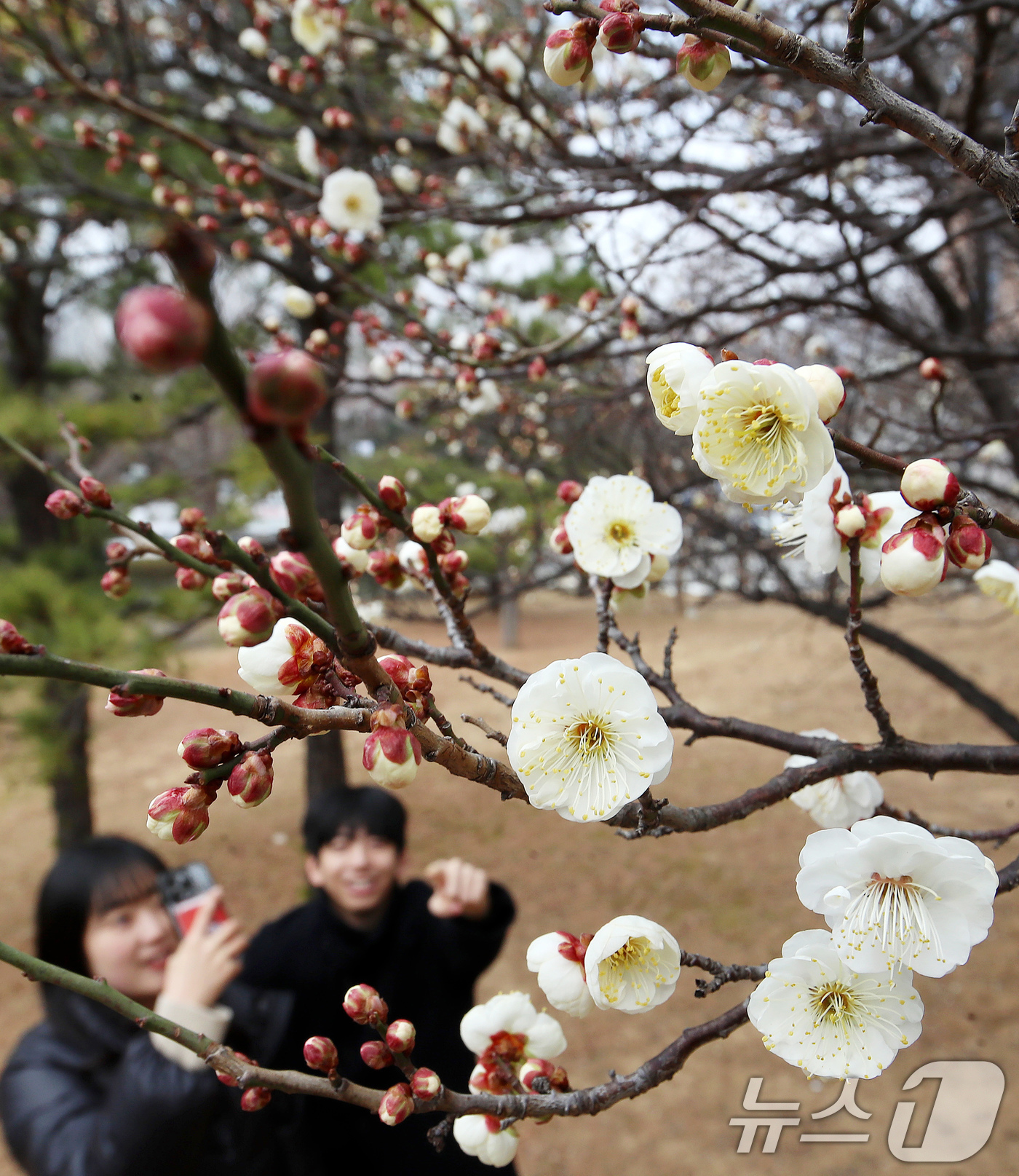 (부산=뉴스1) 윤일지 기자 = '1년 중 가장 춥다'는 절기상 대한(大寒)을 하루 앞둔 19일 부산 남구 동명대학교에서 봄의 전령사 매화가 꽃망울을 터뜨려 눈길을 끌고 있다. 2 …