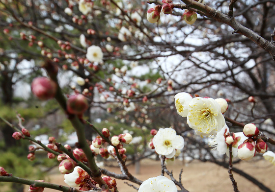 매화는 폈지만…절기 대한부터 강추위 시작