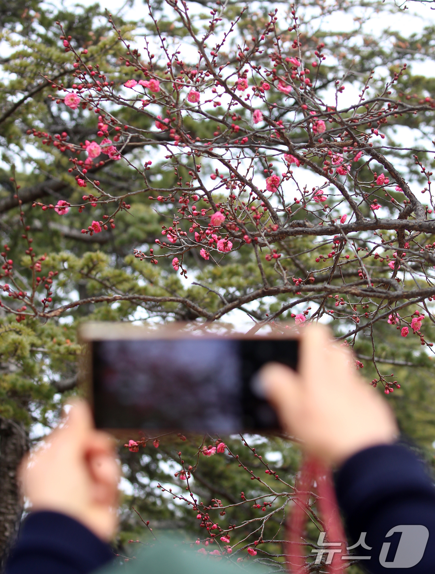 (부산=뉴스1) 윤일지 기자 = '1년 중 가장 춥다'는 절기상 대한(大寒)을 하루 앞둔 19일 부산 남구 유엔기념공원에서 봄의 전령사 홍매화가 꽃망울을 터뜨려 눈길을 끌고 있다. …