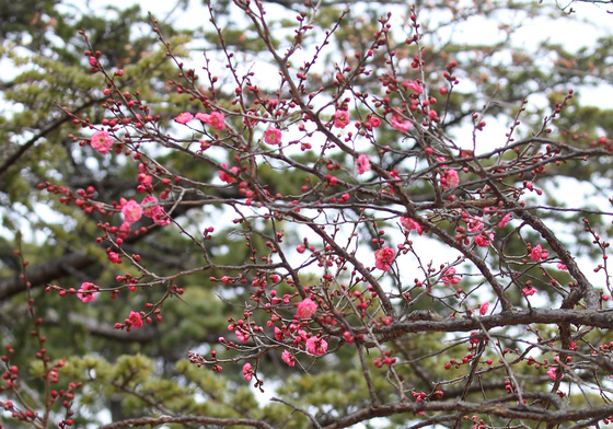 '홍매화를 담아라'